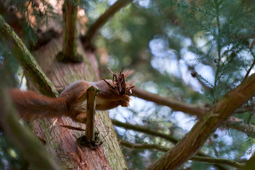 Eurasian red squirrel (Sciurus vulgaris) sitting on a branch in a forest and holding bark in a mouth