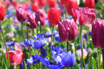 Blumenwiese im Frühling