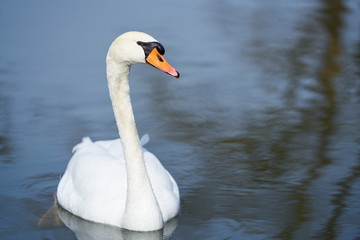 Fototapeta premium Wild white swan smimming alone on lake with beautiful tree reflections on water