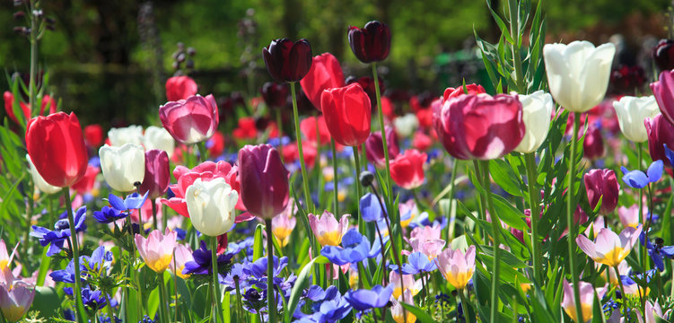 Blumenwiese im Fr&uuml;hling