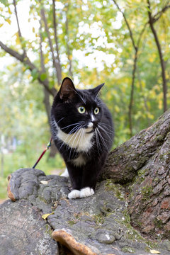 Black and white cat is sitting on tree while walking in urban park.