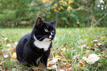 Naklejka na ściany i meble Black and white cat is sitting among falling leaves in green grass in autumn park.