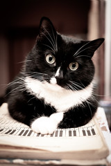 Black and white cat lying on sheet music book and looking at camera.