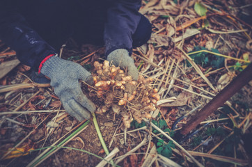Obraz premium turmeric in the farm