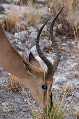 カオグロインパラ（ナミビア・エトーシャ国立公園）