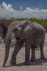 Naklejka na ściany i meble アフリカゾウ（ナミビア・エトーシャ国立公園）