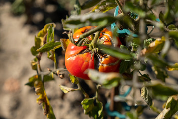 a bad red tomato on the shrub