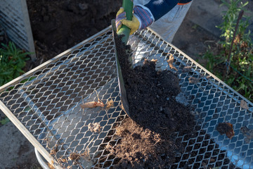 Humus is sieved with a shovel into a wheelbarrow for further processing.