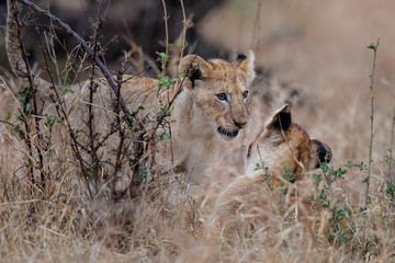 Lion cubs playing in the rain in Kruger National Park near Satara restcamp in South Africa
