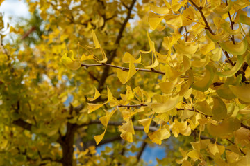 色づいた銀杏の葉