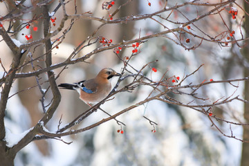 Snow Winter landscape  in the park, beautiful bird jay sits in the winter on a branch of mountain ash with red berries