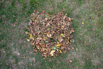 a heap of leaves swept together with a rake on a meadow in the garden. the leaves go into a bucket.