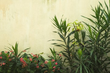 Ruined wall background with a green plant and red flowers (Ari Atoll, Maldives)