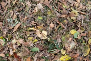 a heap of leaves swept together with a rake on a meadow in the garden. the leaves go into a bucket.