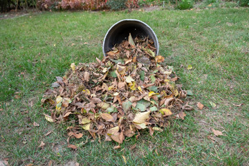 a heap of leaves swept together with a rake on a meadow in the garden. the leaves go into a bucket.