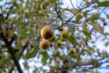 rotten apples hang from a tree in autumn
