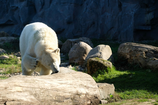 Eisb&auml;r  kratzt sich am Ohr