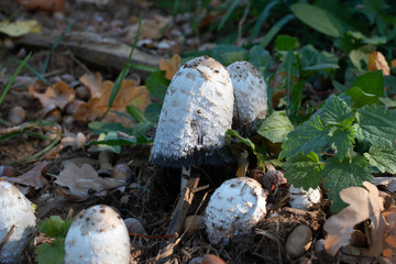 mushroom