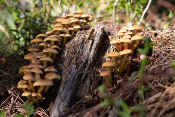 mushroom