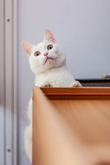 Kot na szafie