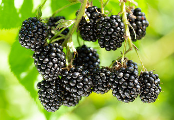 ripe blackberry in a garden