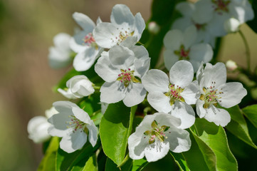 Branch of pear blossom. White flowers on a tree