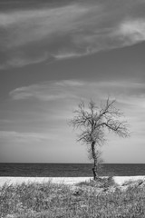 the old dry tree grows on the sea beach