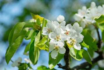 Branch of pear blossom. White flowers on a tree