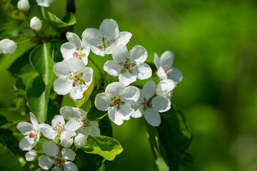 Branch of pear blossom. White flowers on a tree