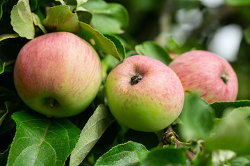 branch of ripe apples on a tree