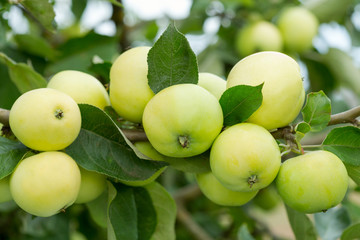 branch of ripe apples on a tree