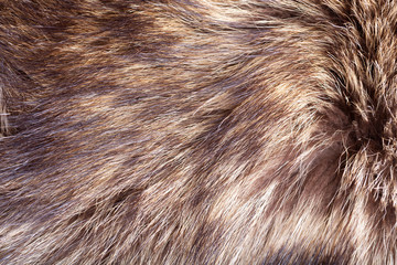 Natural animal fur texture