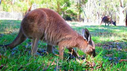 Naklejka na ściany i meble kangaroo in australia