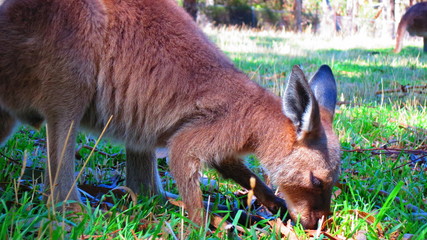 Fototapeta premium kangaroo in australia