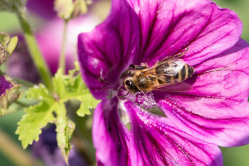 bee