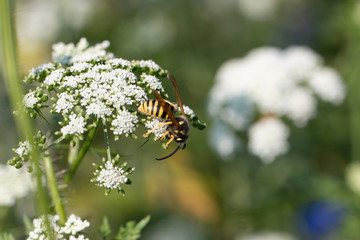 wasp