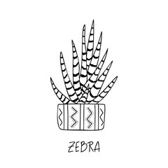 Zebra succulent plant in decorative pot in doodle style with a handwritten title