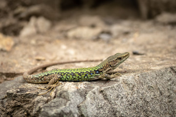 The lizard Lacerta viridis sits on a stone