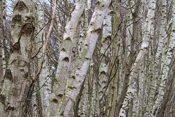 Naklejka premium Dead Moor - Birch trunks, Niemcy