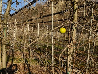 Der letzte Apfel, Südtirol