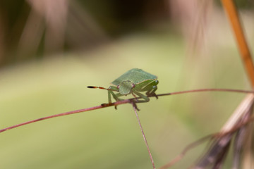 bug