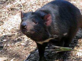 tasmanian devil