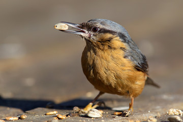 Eurasian Nuthatch (Sitta europaea) in the nature protection area Moenchbruch near Frankfurt, Germany.