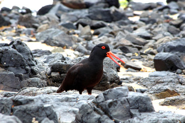 A Sooty Oystercatcher