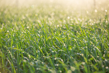 The onion farming plot with water droplets from the outside spiners