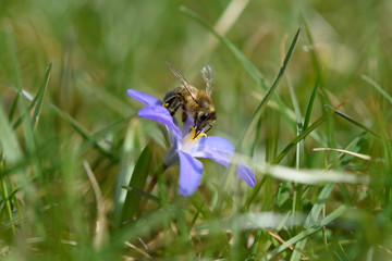 Biene beim Pollensammeln auf einer Blüte