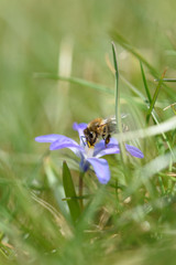 Biene beim Pollensammeln auf einer Blüte