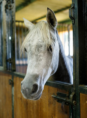 Well-groomed horse in stall at stable