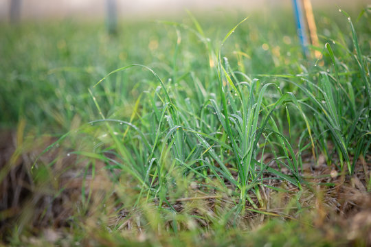 The onion farming plot with water droplets from the outside spiners