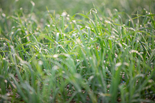 The onion farming plot with water droplets from the outside spiners